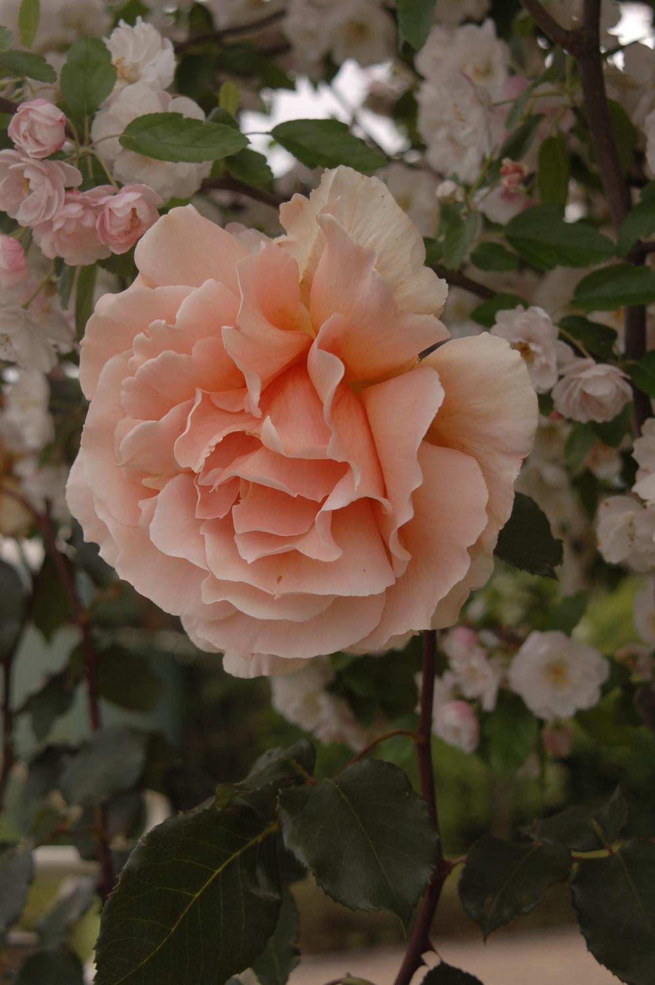 Dalfruin B&B Bairnsdale Luaran gambar